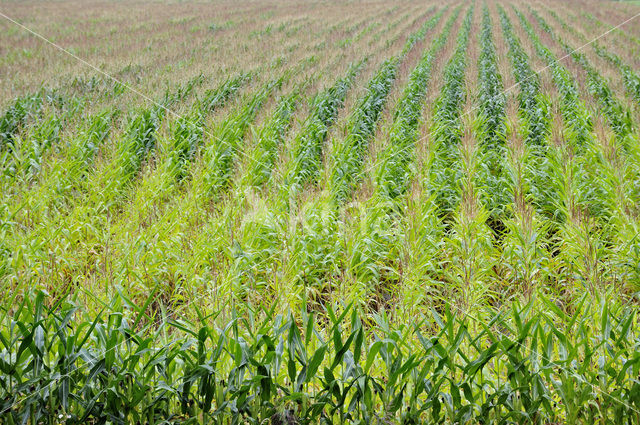 Maize