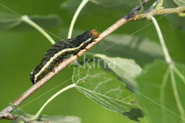Orache Moth (Trachea atriplicis)