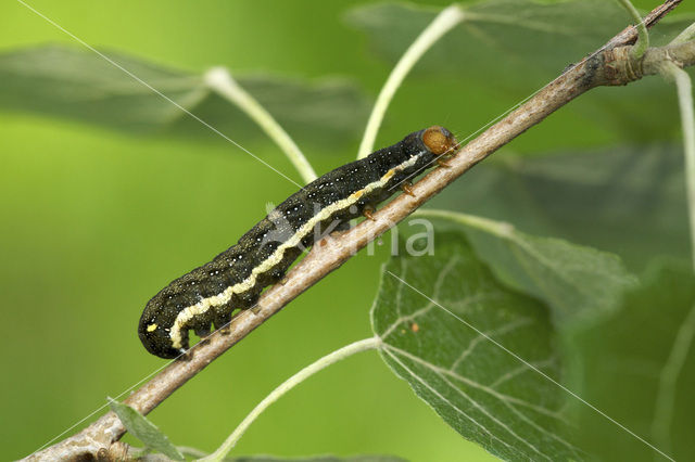 Meldevlinder (Trachea atriplicis)