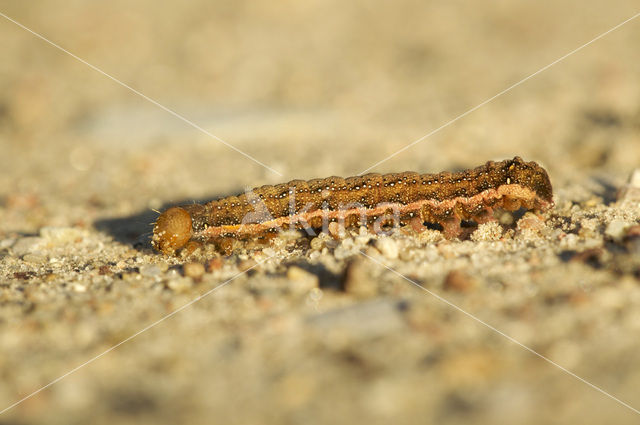 Meldevlinder (Trachea atriplicis)