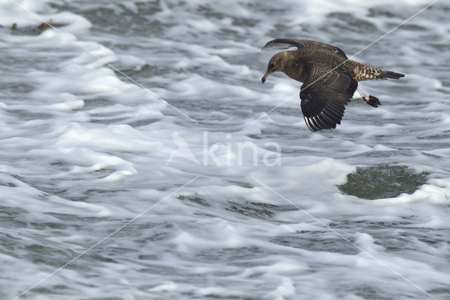 Pomarine Jaeger (Stercorarius pomarinus)