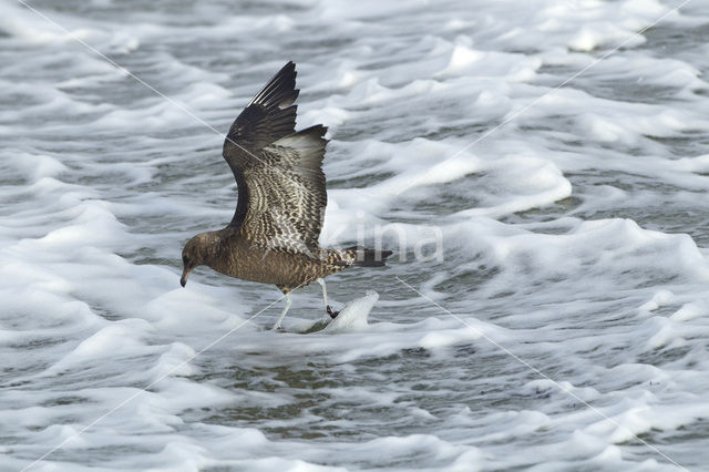 Pomarine Jaeger (Stercorarius pomarinus)