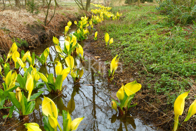 American skunkcabbage (Lysichiton americanus)