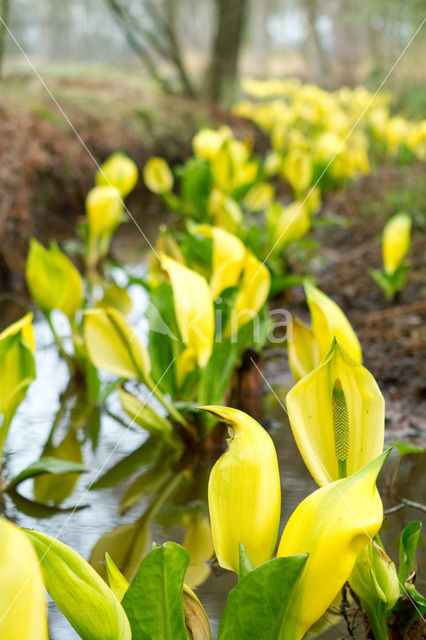 Moeraslantaarn (Lysichiton americanus)