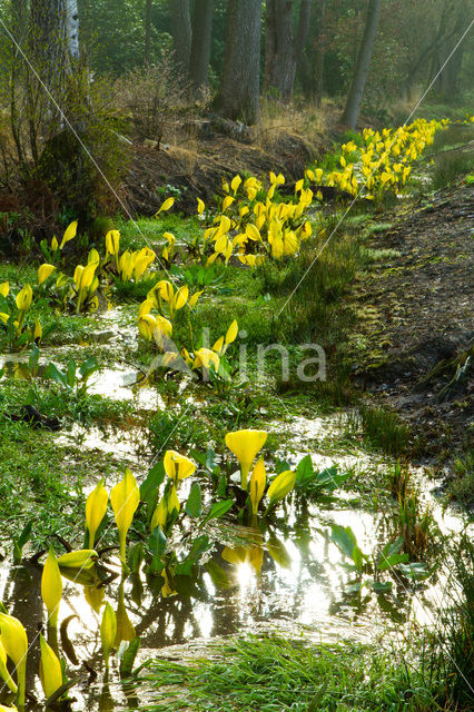 Moeraslantaarn (Lysichiton americanus)