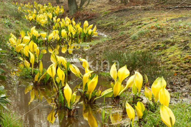 Moeraslantaarn (Lysichiton americanus)