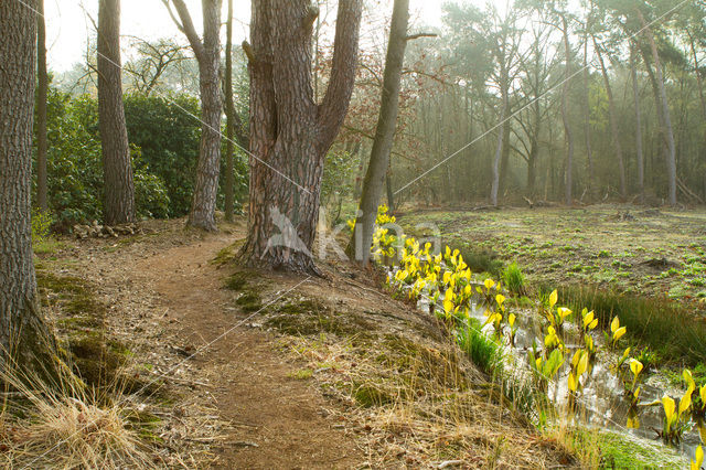 American skunkcabbage (Lysichiton americanus)