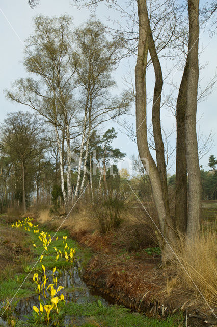 American skunkcabbage (Lysichiton americanus)