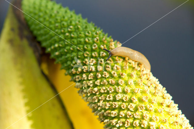 American skunkcabbage (Lysichiton americanus)