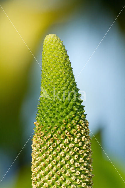 American skunkcabbage (Lysichiton americanus)