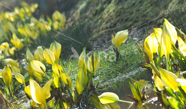 American skunkcabbage (Lysichiton americanus)