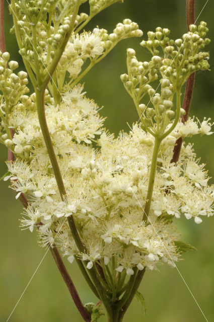 Meadowsweet (Filipendula ulmaria)