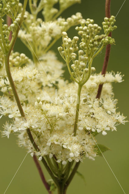 Moerasspirea (Filipendula ulmaria)