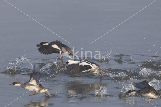 Smew (Mergellus albellus)