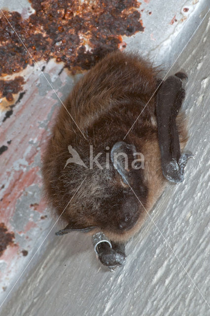 Northern Bat