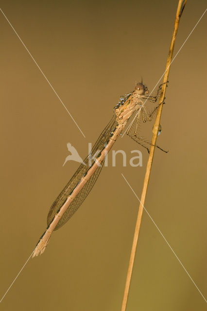 Siberian winter Damselfly (Sympecma paedisca)