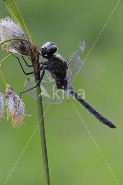 Northern White-faced darter (Leucorrhinia rubicunda)