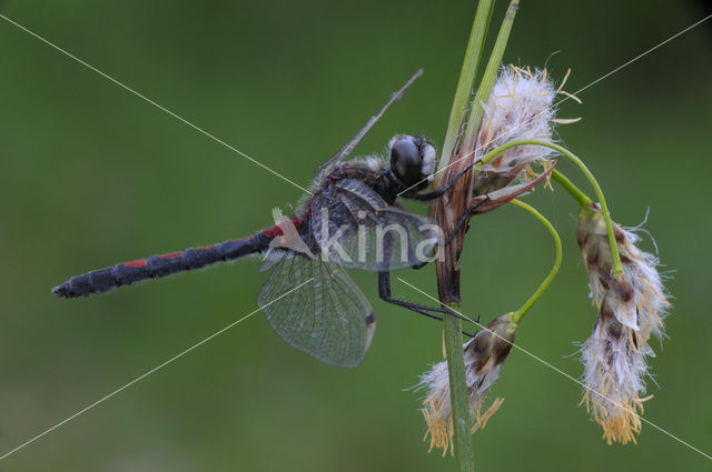 Northern White-faced darter (Leucorrhinia rubicunda)