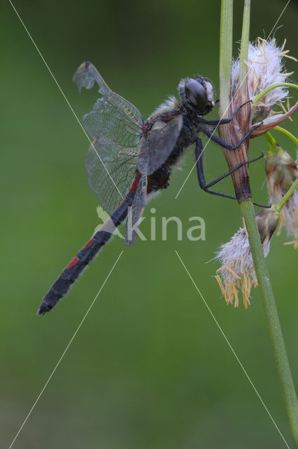 Northern White-faced darter (Leucorrhinia rubicunda)