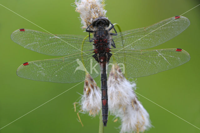 Noordse witsnuitlibel (Leucorrhinia rubicunda)