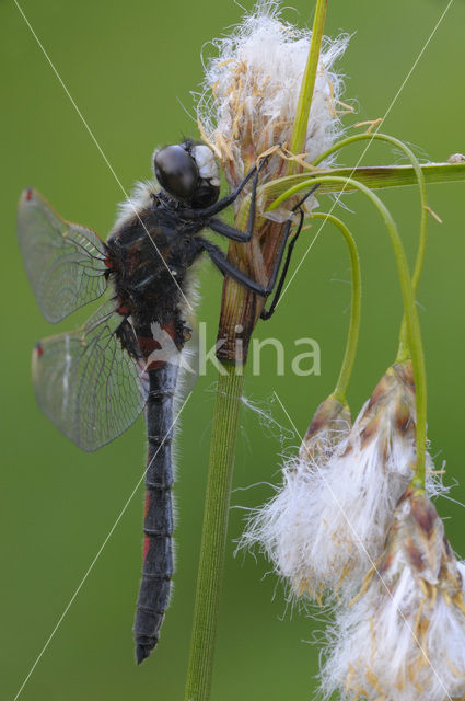 Northern White-faced darter (Leucorrhinia rubicunda)