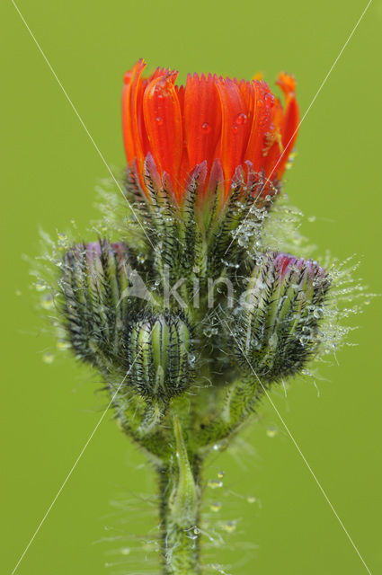 Oranje havikskruid (Hieracium aurantiacum)