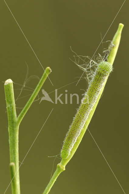 Oranjetipje (Anthocharis cardamines)