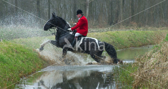 Paard (Equus spp)