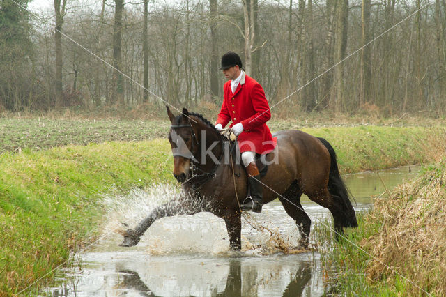 Paard (Equus spp)