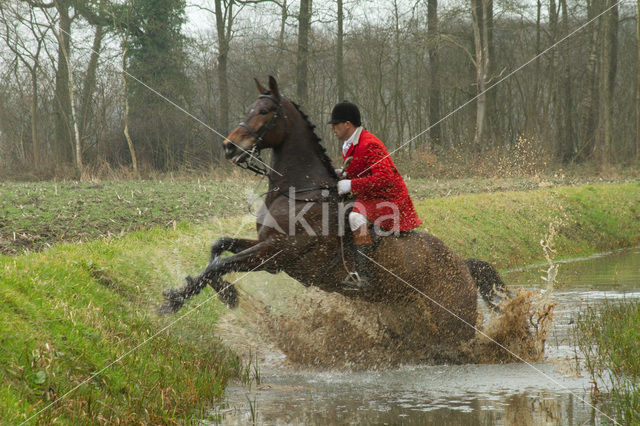 Horse (Equus spp)