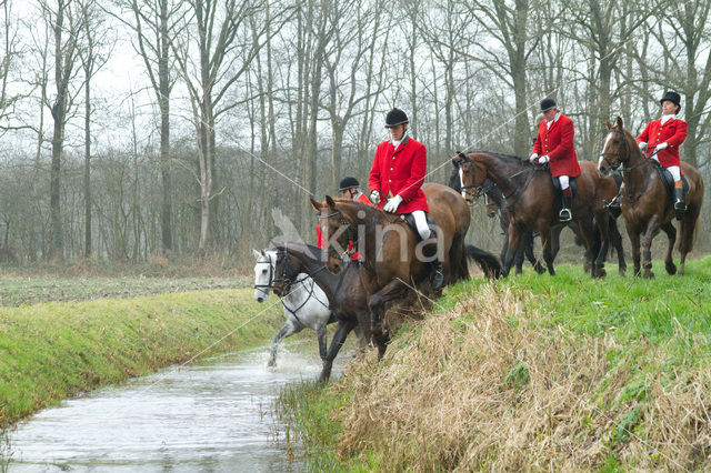 Paard (Equus spp)