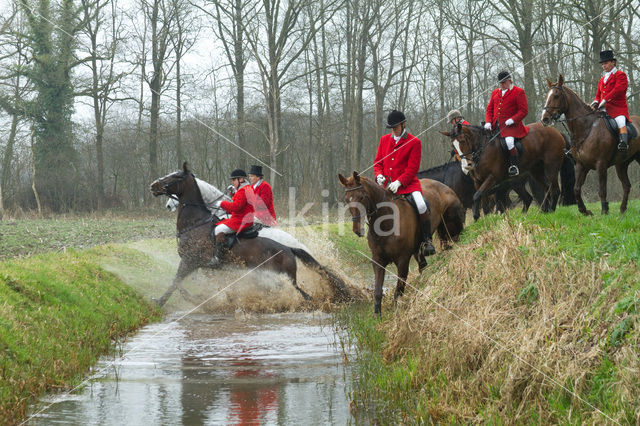 Paard (Equus spp)