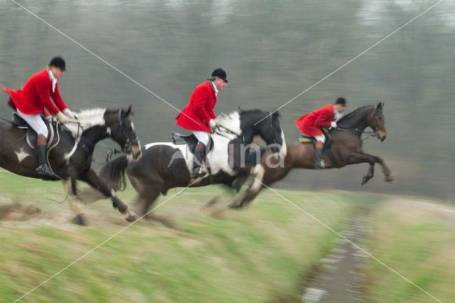 Paard (Equus spp)