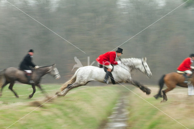 Horse (Equus spp)