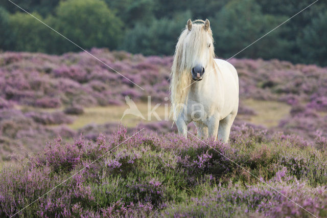 Horse (Equus spp)