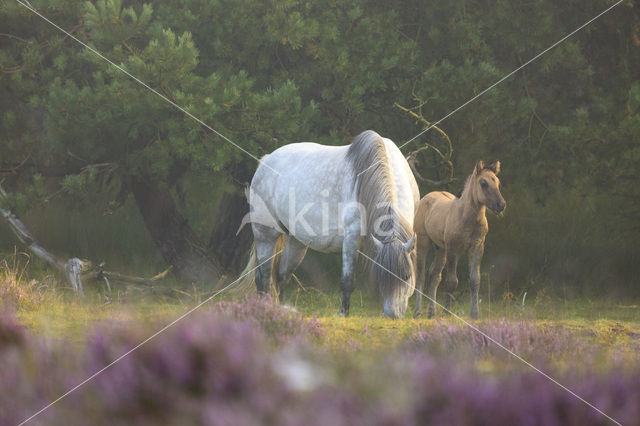 Paard (Equus spp)