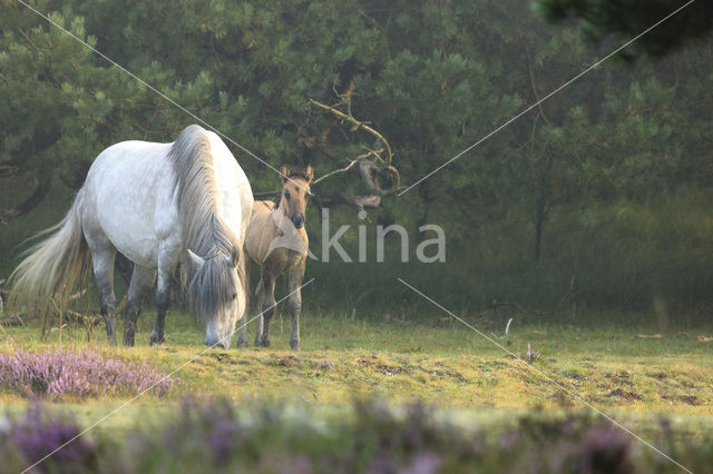 Horse (Equus spp)