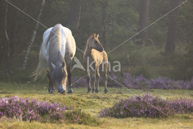 Horse (Equus spp)