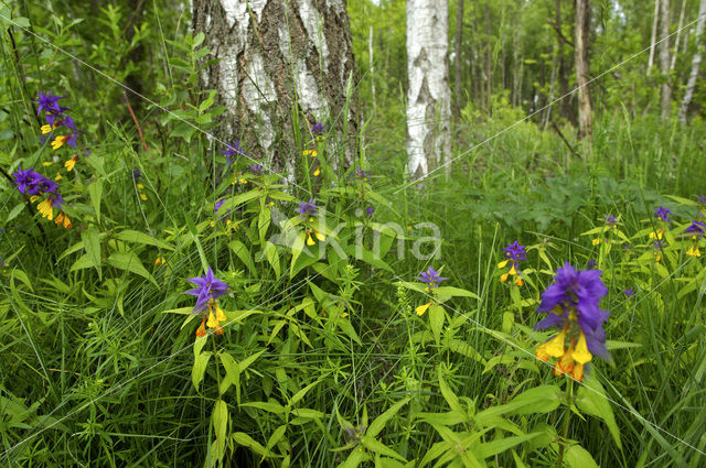 zonde Terminal insect Paarse hengel (Melampyrum nemorosum) - KINA178220