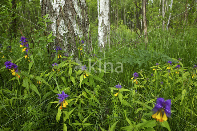 Paarse hengel (Melampyrum nemorosum)