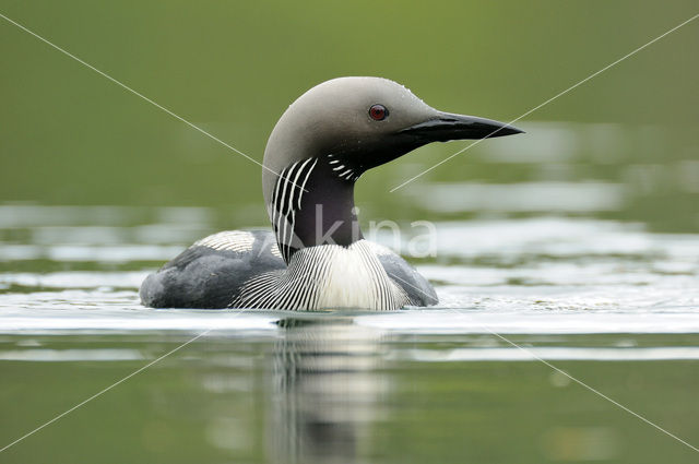 Arctic Loon