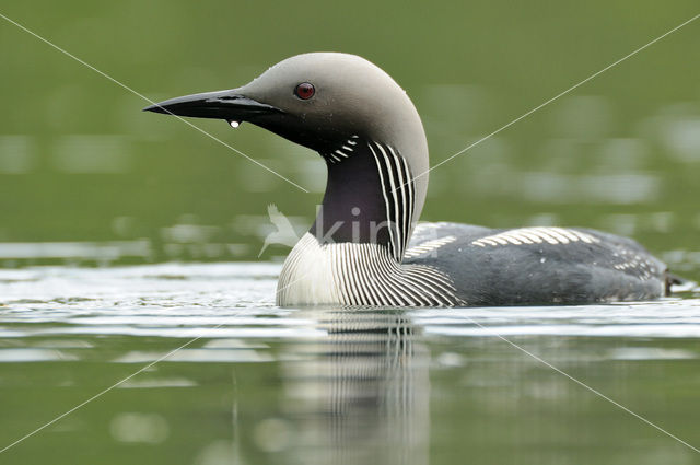 Arctic Loon