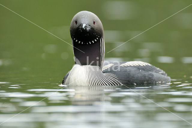 Arctic Loon