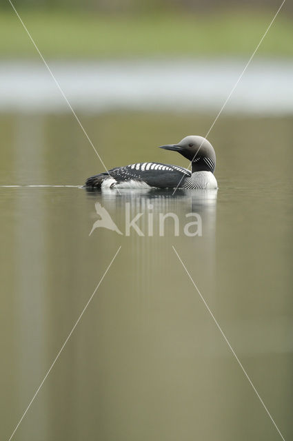 Arctic Loon