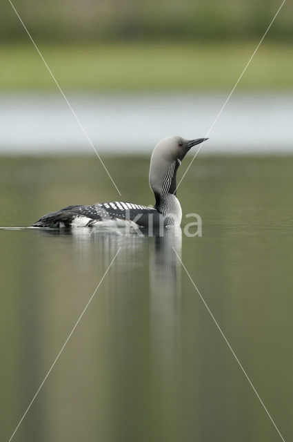 Arctic Loon