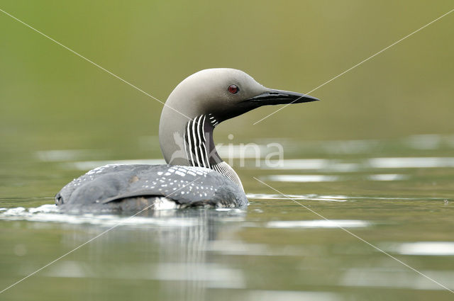 Arctic Loon