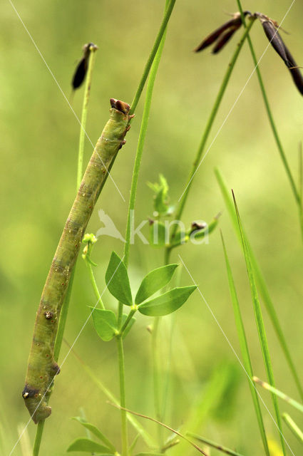 Peppered Moth (Biston betularia)