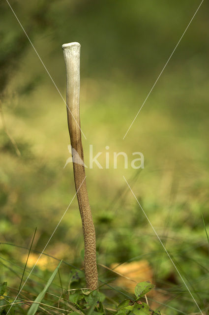 Pipe Club (Macrotyphula fistulosa)