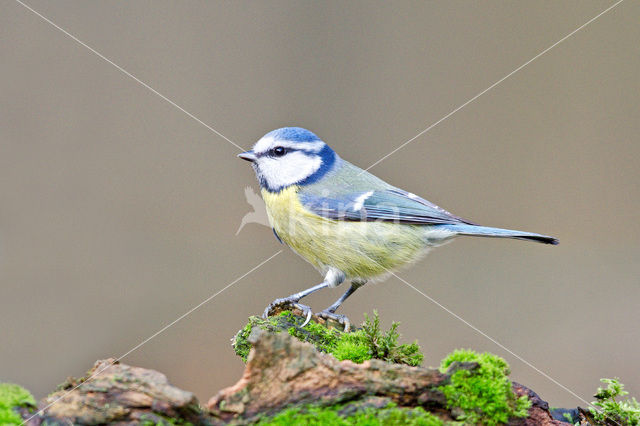 Blue Tit (Parus caeruleus)