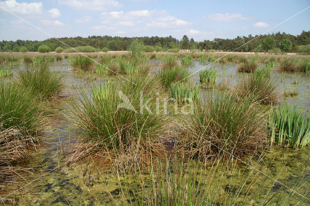 Pitrus (Juncus effusus)